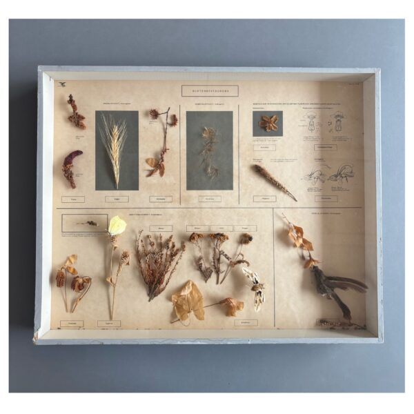 Herbarium, educational herbarium - flower pollination, Germany