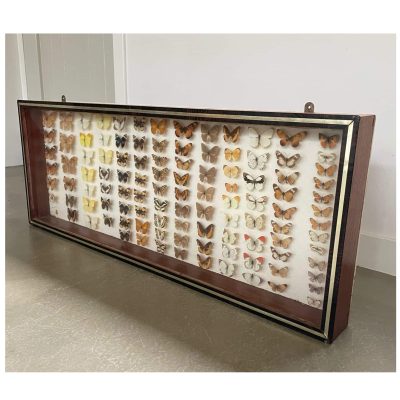 Taxidermy butterflies cabinet main