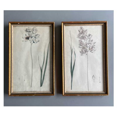 set botanical antique drawings 9